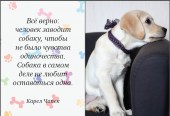Собака-друг человека.1